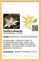 Preview: Passiflora adenopoda, 10 Samen